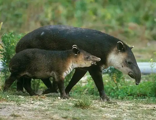 Picture of a baird's tapir (Tapirus bairdii)