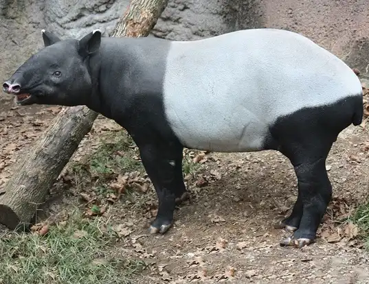 Picture of a malayan tapir (Tapirus indicus)