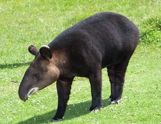 Picture of a mountain tapir (Tapirus pinchaque)
