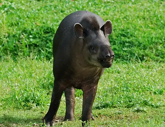 Picture of a lowland tapir (Tapirus terrestris)