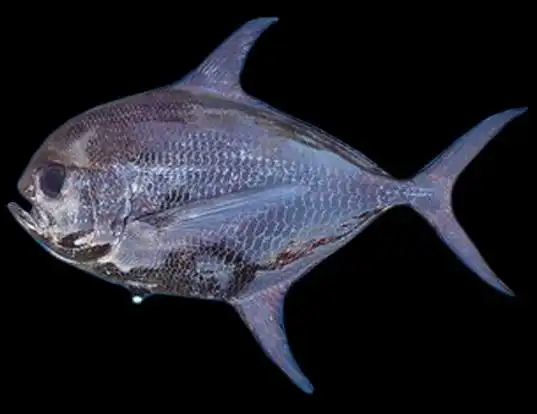 Picture of a sickle pomfret (Taractichthys steindachneri)