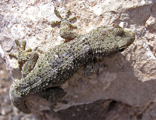 Picture of a ringed wall gecko (Tarentola annularis)