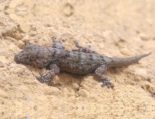 Picture of a delalande's west african gecko (Tarentola delalandii)