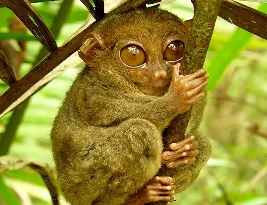 Picture of a philippine tarsier (Tarsius syrichta)