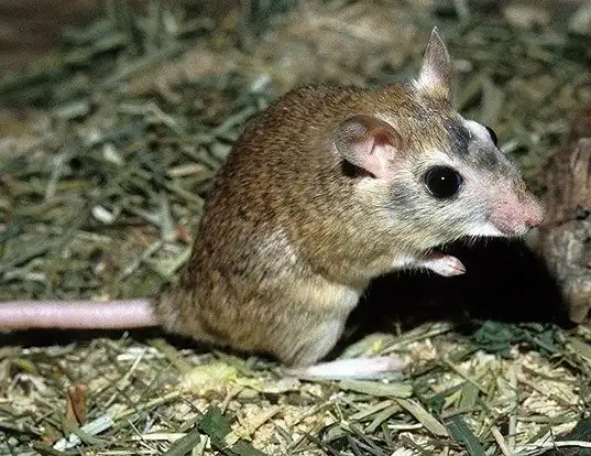 Picture of a indian gerbil (Tatera indica)