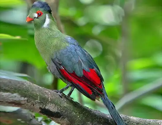 Picture of a donaldson smith's touraco (Tauraco leucotis)