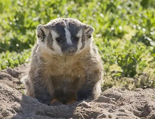 Picture of a american badger (Taxidea taxus)