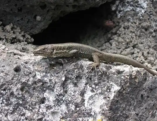 Picture of a madeira lizard (Teira dugesii)