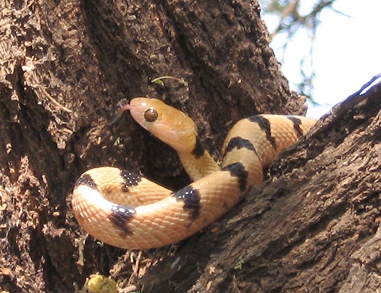 Picture of a eastern tiger snake (Telescopus semiannulatus)