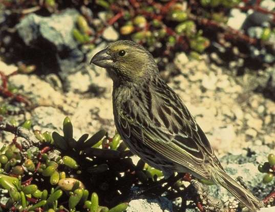 Picture of a laysan finch (Telespiza cantans)