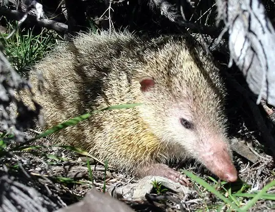 Picture of a tailess tenrec (Tenrec ecaudatus)