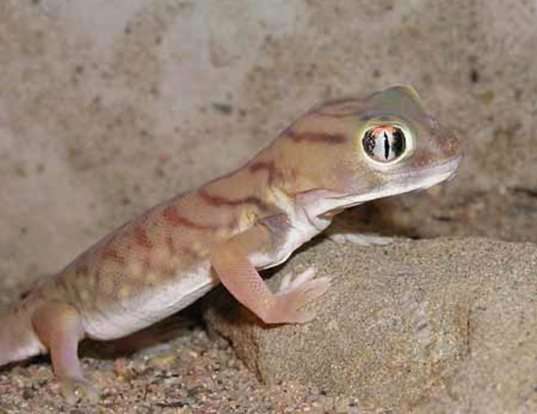 Picture of a small-scaled wonder gecko (Teratoscincus microlepis)