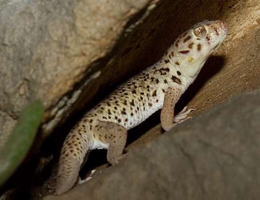 Picture of a wonder gecko (Teratoscincus scincus)