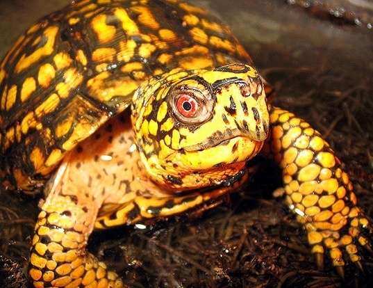 Picture of a eastern box turtle (Terrapene carolina)