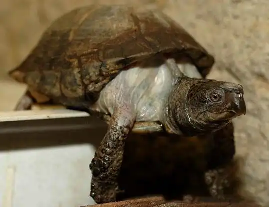 Picture of a coahuilan box turtle (Terrapene coahuila)
