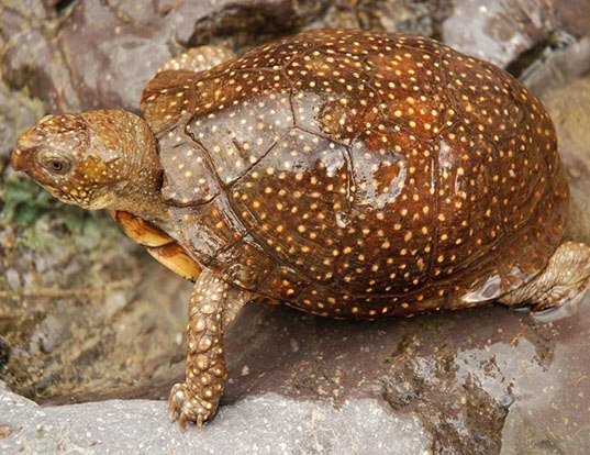 Picture of a sierra box turtle (Terrapene nelsoni)
