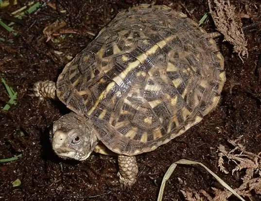 Picture of a ornate box turtle (Terrapene ornata)