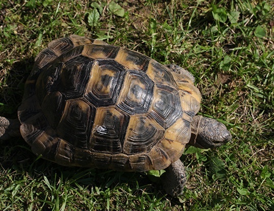 Picture of a tortoise (Testudo graeca)