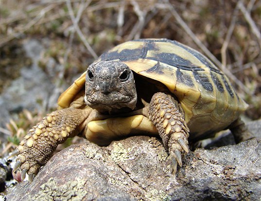Picture of a heermann's tortoise (Testudo hermanni)