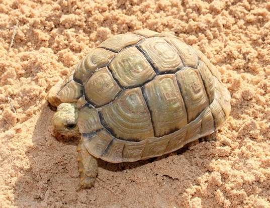 Picture of a egyptian tortoise (Testudo kleinmanni)