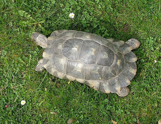 Picture of a marginated tortoise (Testudo marginata)