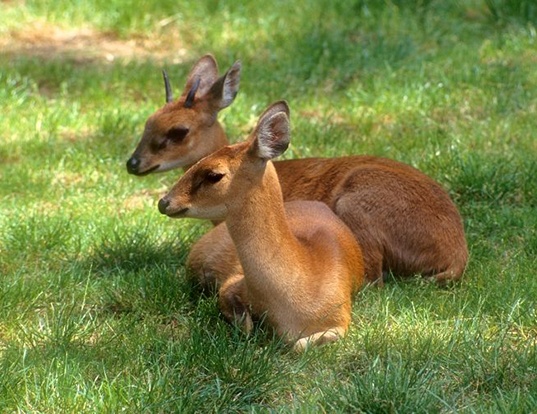 Picture of a four-horned antelope (Tetracerus quadricornis)