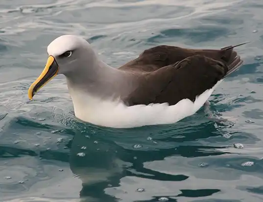 Picture of a buller's albatross (Thalassarche bulleri)