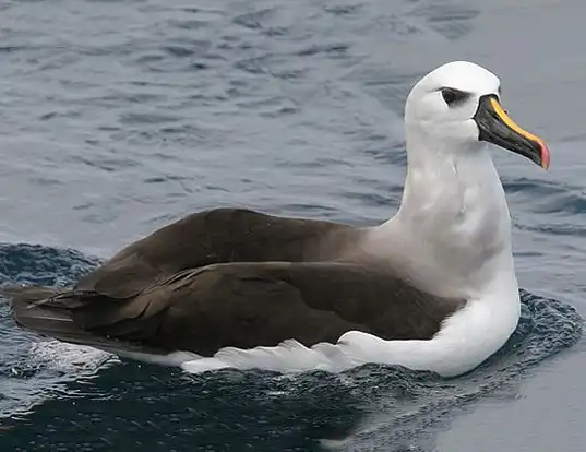 Picture of a atlantic yellow-nosed albatross (Thalassarche chlororhynchos)