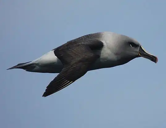 Picture of a grey-headed albatross (Thalassarche chrysostoma)