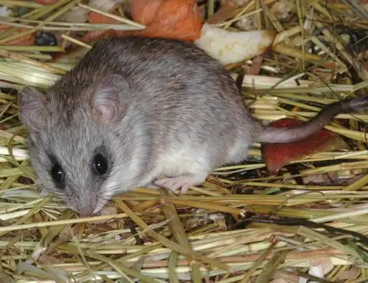 Picture of a acacia rat (Thallomys paedulcus)
