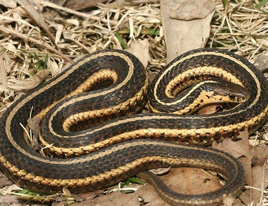 Picture of a butler's garter snake (Thamnophis butleri)