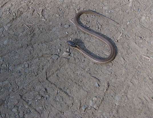 Picture of a northwestern gartersnake (Thamnophis ordinoides)