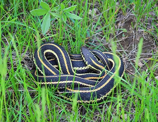 Picture of a plains gartersnake (Thamnophis radix)