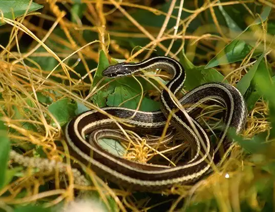 Picture of a eastern ribbon snake (Thamnophis sauritus)