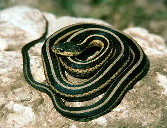 Picture of a san francisco garter snake (Thamnophis sirtalis)