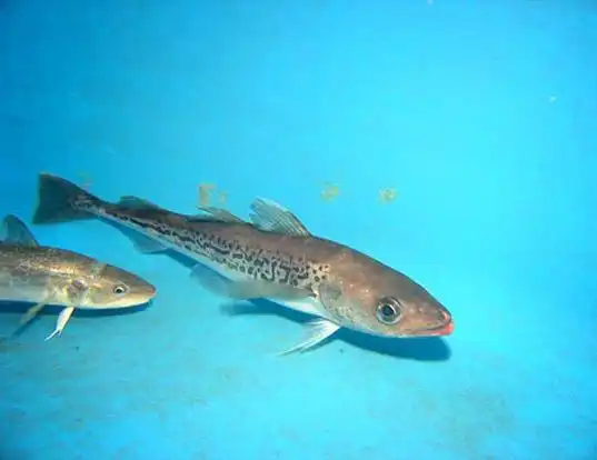 Picture of a alaska pollock (Theragra chalcogramma)