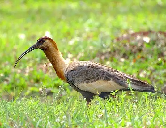 Picture of a buff-necked ibis (Theristicus caudatus)