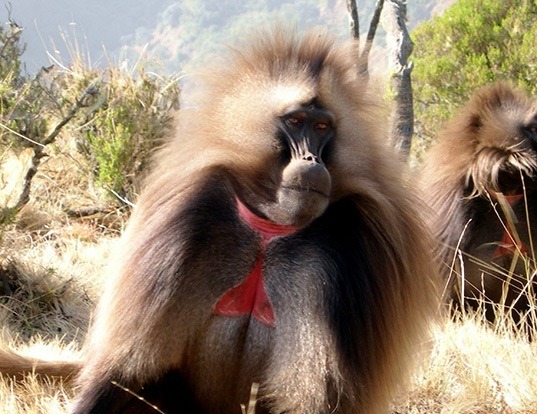Picture of a gelada baboon (Theropithecus gelada)
