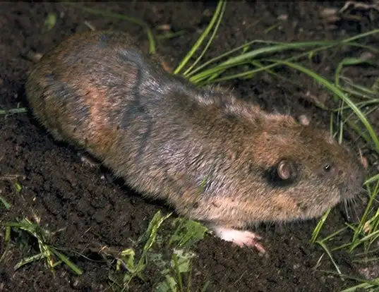 Picture of a mountain pocket gopher (Thomomys monticola)