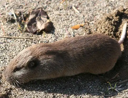 Picture of a northern pocket gopher (Thomomys talpoides)