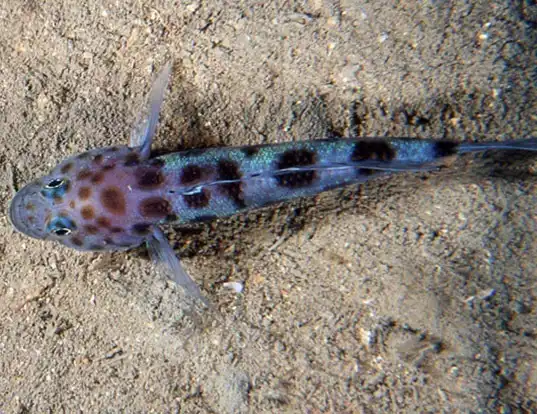 Picture of a leopard-spotted goby (Thorogobius ephippiatus)