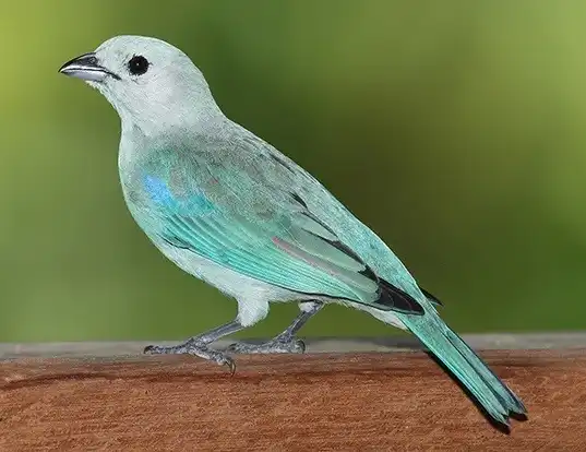 Picture of a blue-grey tanager (Thraupis episcopus)