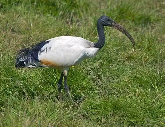 Picture of a sacred ibis (Threskiornis aethiopicus)