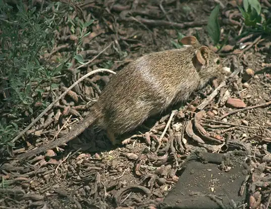 Picture of a lesser cane rat (Thryonomys gregorianus)