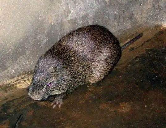 Picture of a greater cane rat (Thryonomys swinderianus)