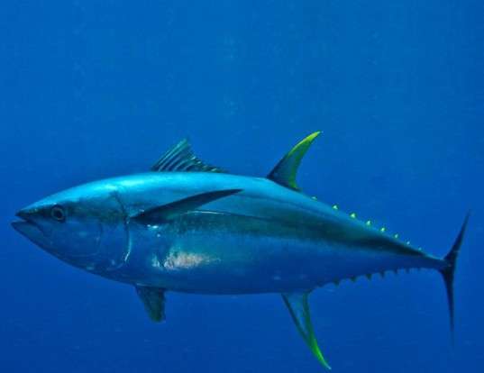 Picture of a yellowfin tuna (Thunnus albacares)