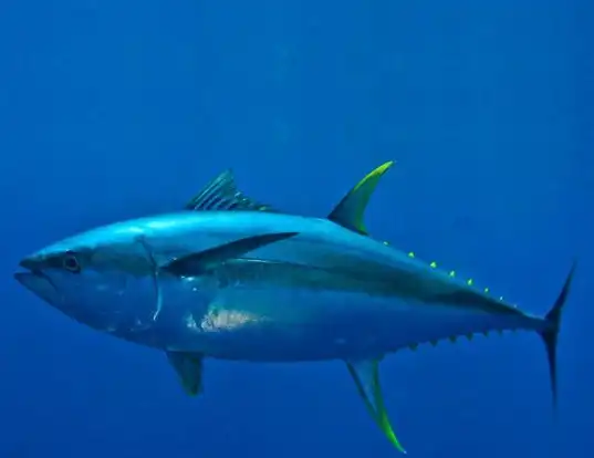 Picture of a yellowfin tuna (Thunnus albacares)