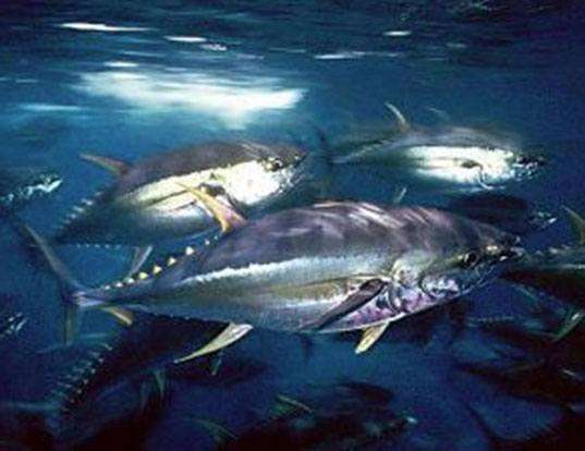 Picture of a bigeye tuna (Thunnus obesus)