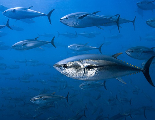 Picture of a atlantic bluefin tuna (Thunnus thynnus)