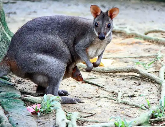 Picture of a dusky pademelon (Thylogale brunii)